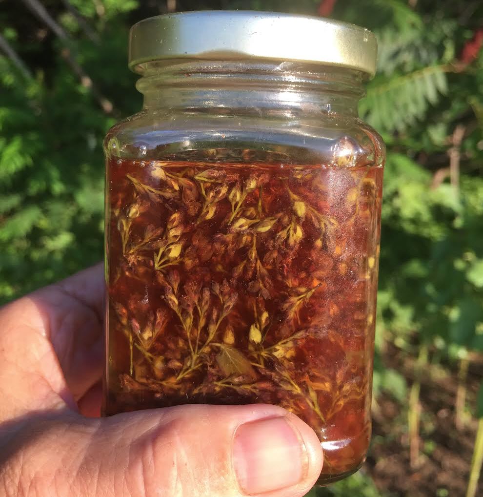 St. johnswort infused in oil