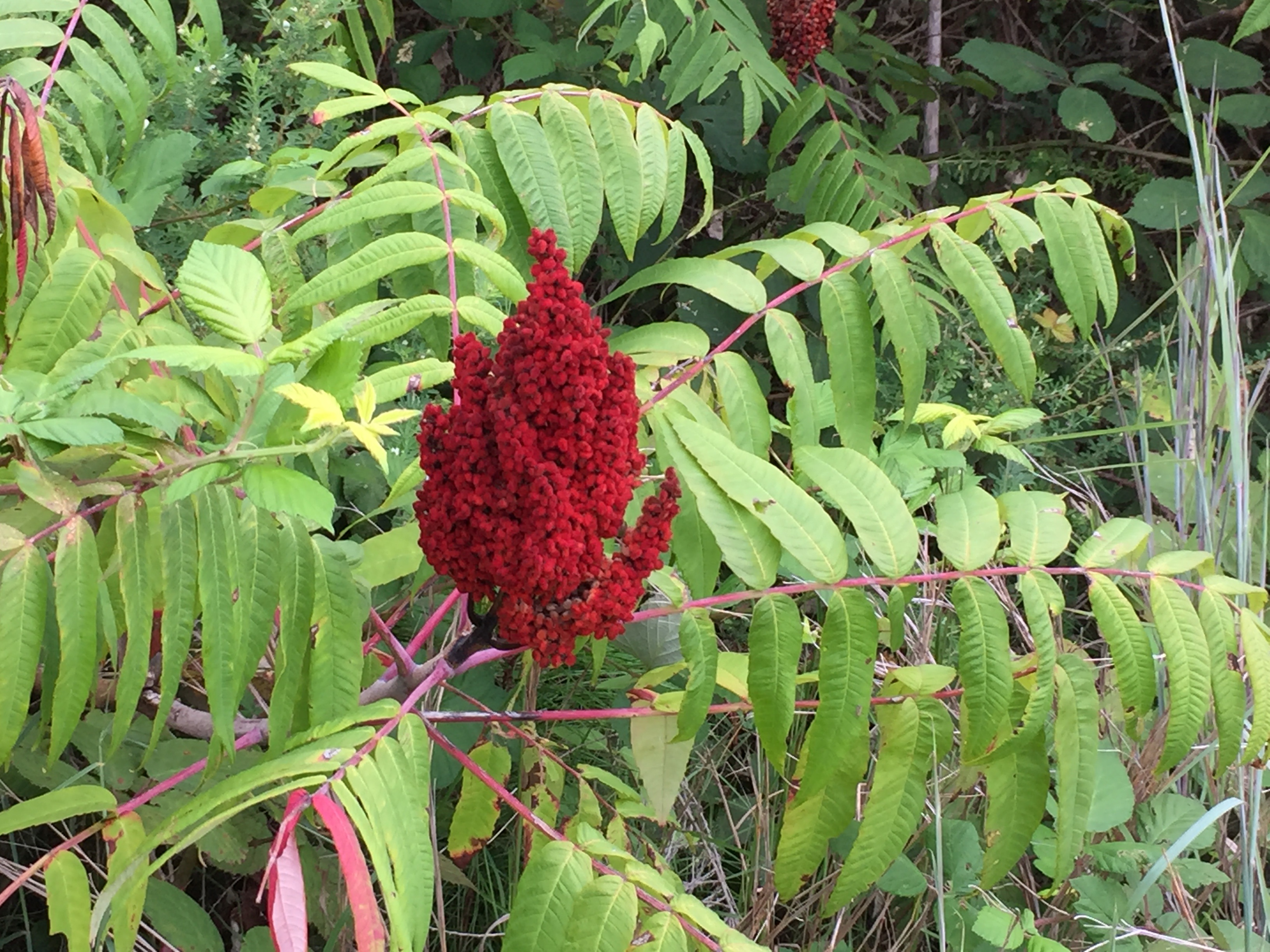 Rhus copallinum, R. glabra, R. typhina – Sumac