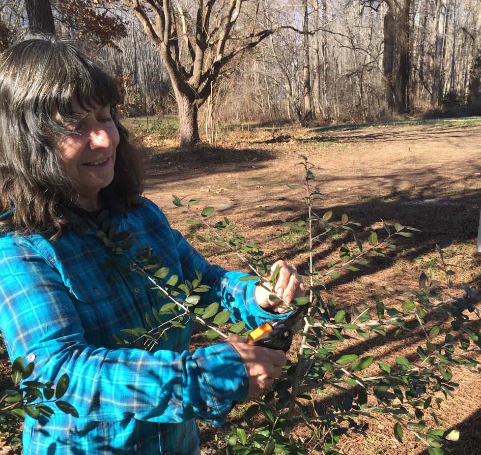 Vickie harvesting yaupon