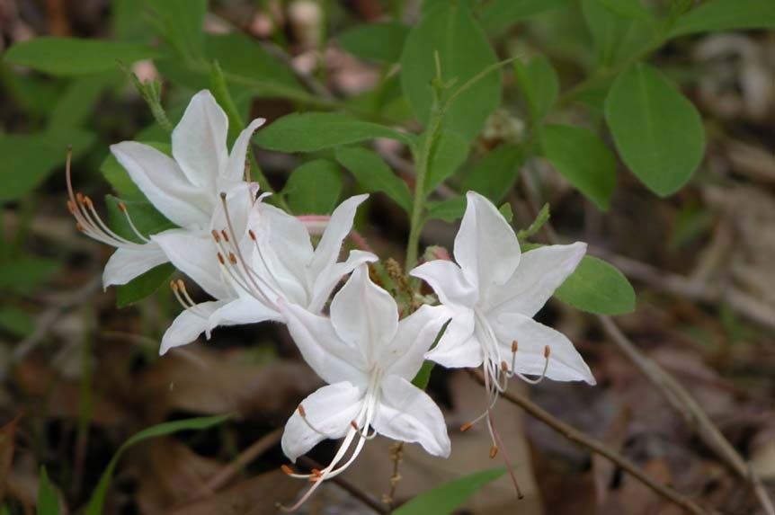 dwarf azalea