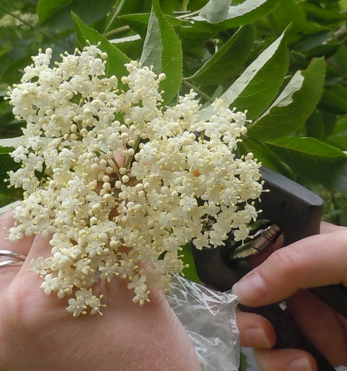 Picking elder flowers