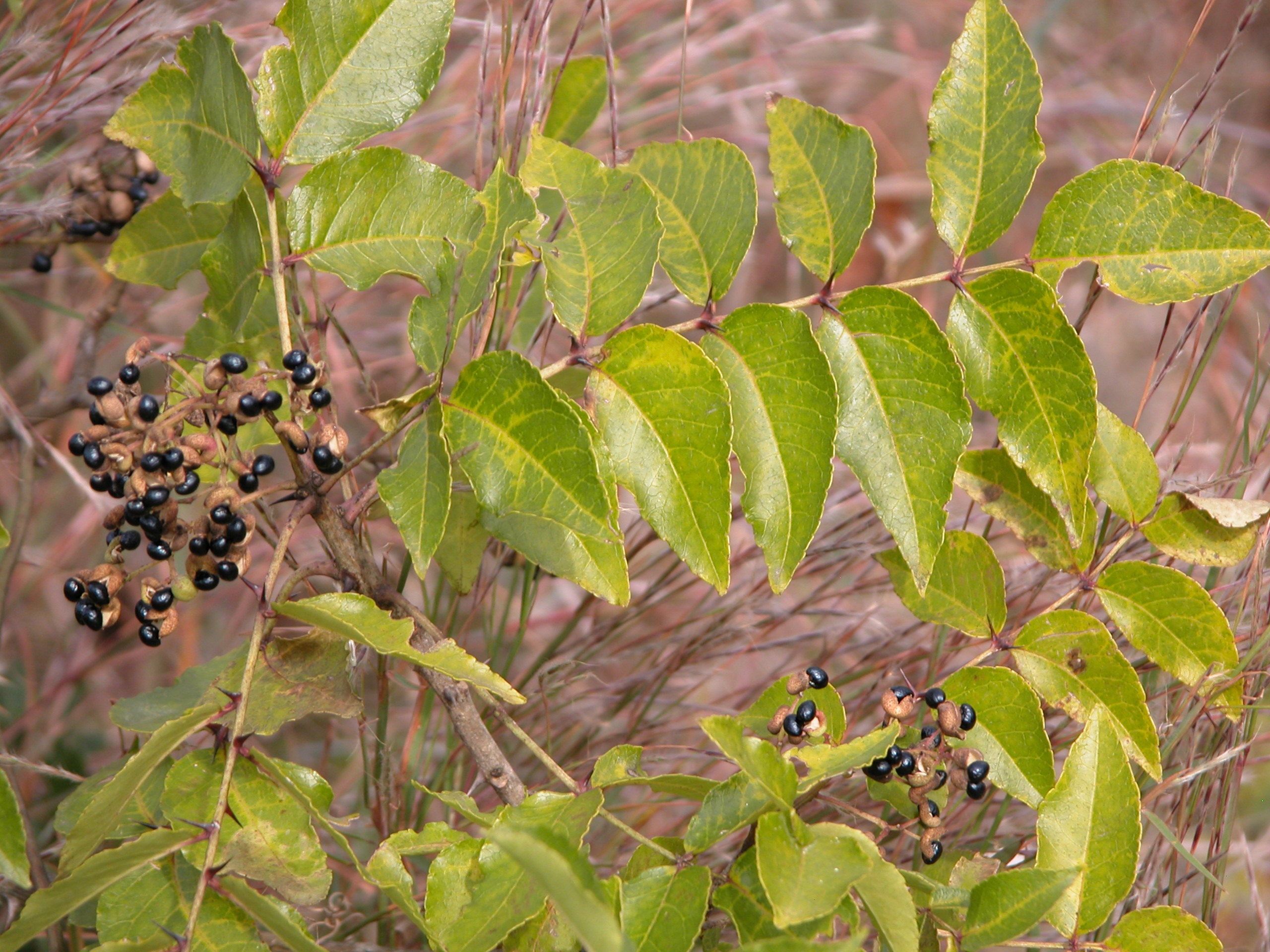 prickly ash leaves and seeds  - Seed capsules used to make Zest! - an herbal seasoning that also includes turmeric and black pepper 