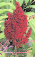 Smooth Sumac (Rhus glabra)