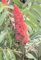 Staghorn Sumac (Rhus typhina)