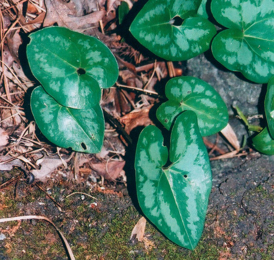 Heartleaf Ginger