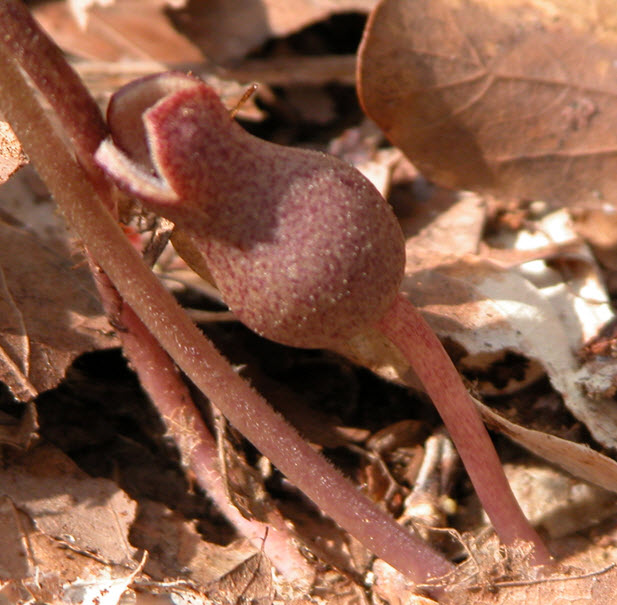 Heartleaf Ginger Flower