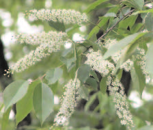 Black Cherry Plant