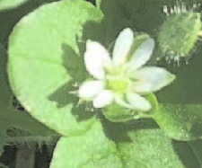 Chickweed