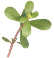 Purslane