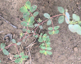 Spotted spurge