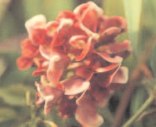 Groundnuts Flowers