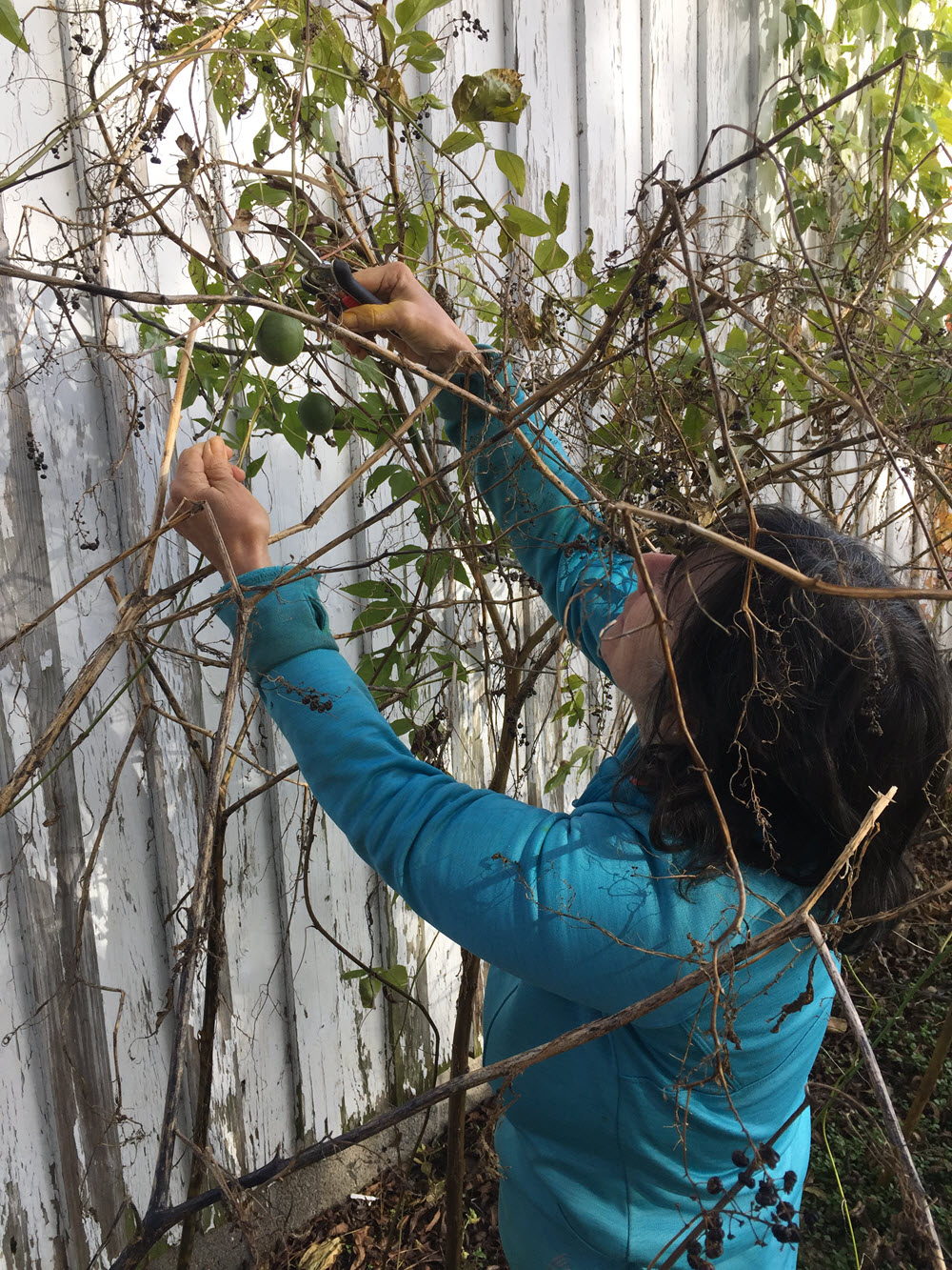 Harvesting Passionvine