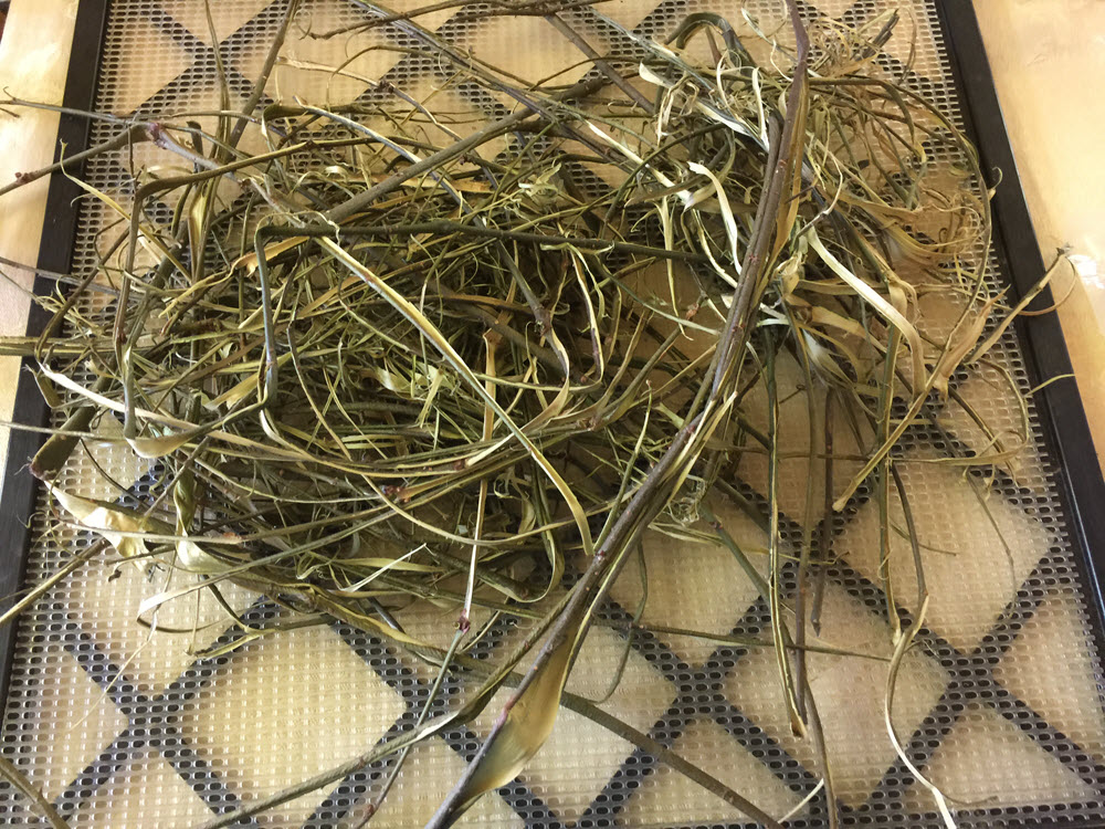 Black Willow Bark Drying