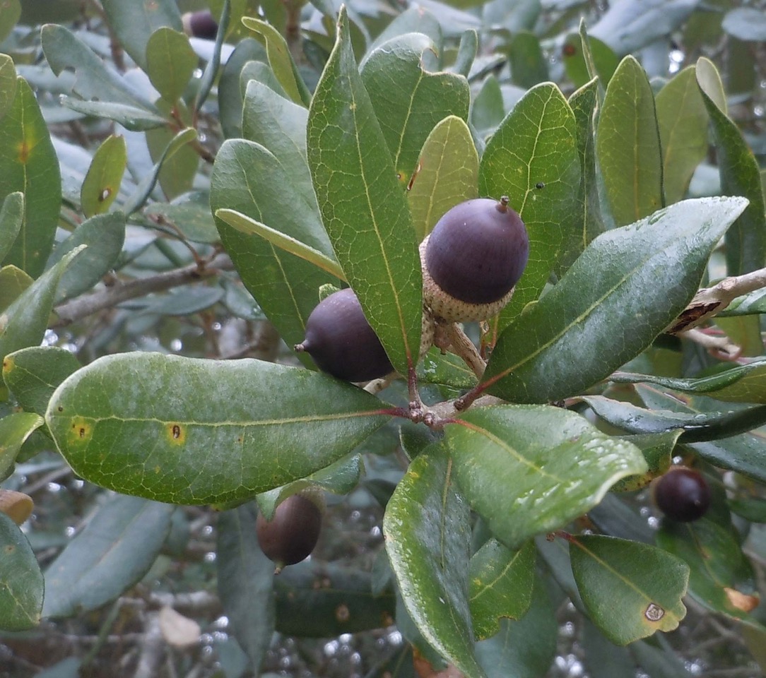 live oak acorns at Wild Woods Farm