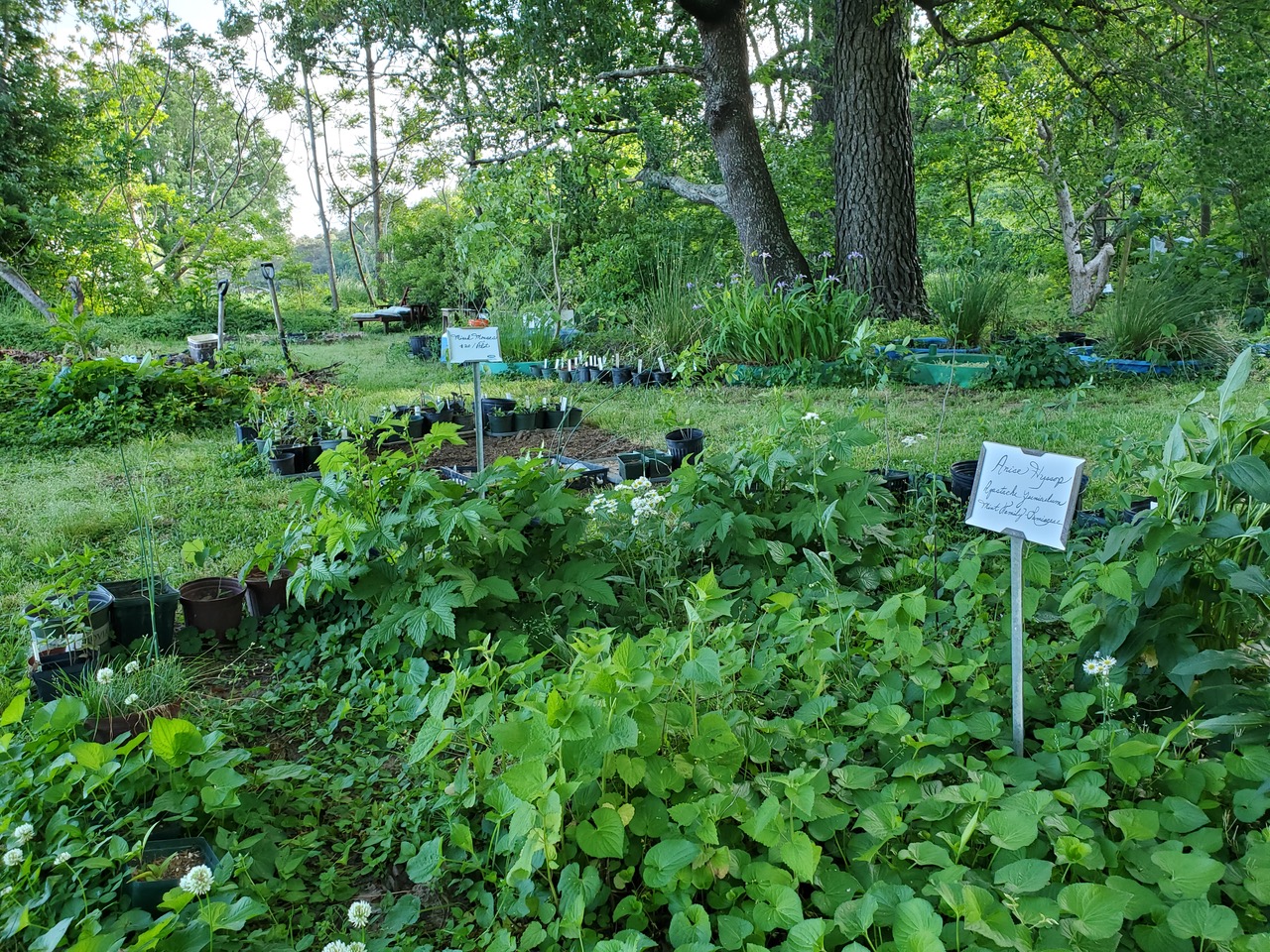 Nursery at Wild Woods Farm