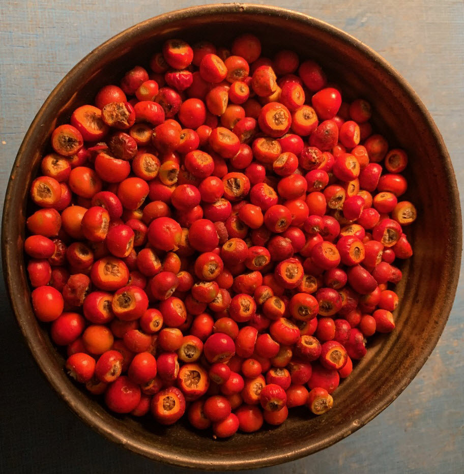 Rose Hips